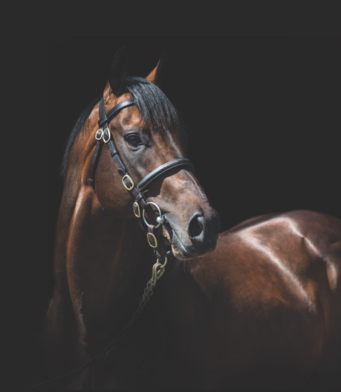 Muhaarar