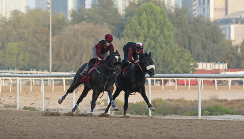 Work morning Zabeel Stables © Debbie Burt